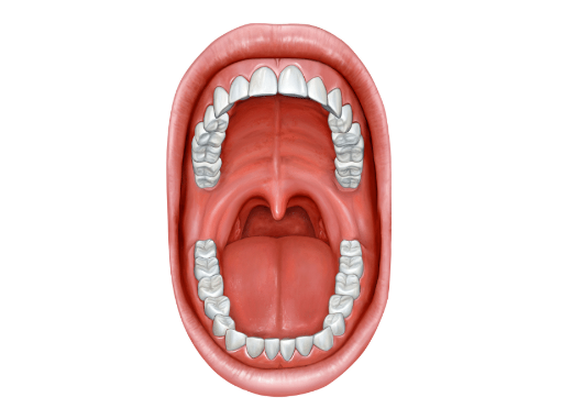 Why Dentists Examine The Roof And Floor Of Your Mouth